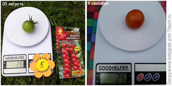 Самый большой томат