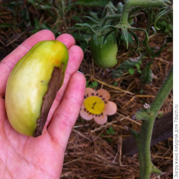 Первый томат