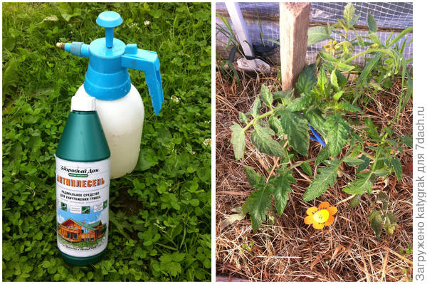 Антиплесень и Добрая фея №4