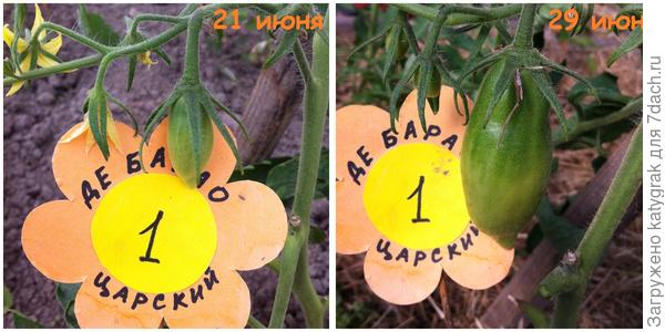 Первый томатик