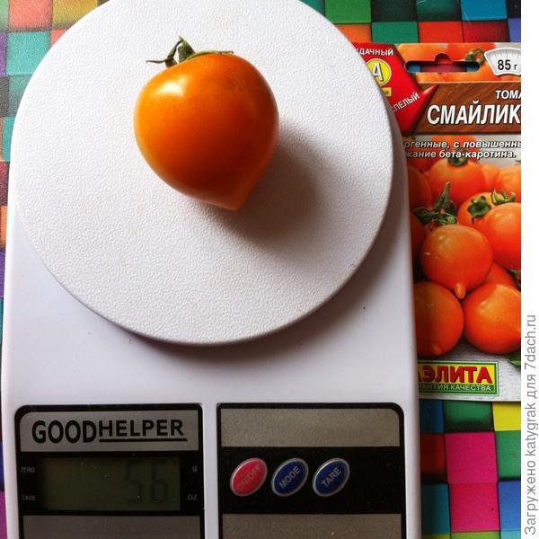 Самый крупный томат