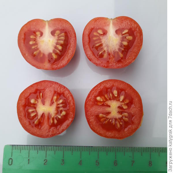 Модный коктейль в разрезе