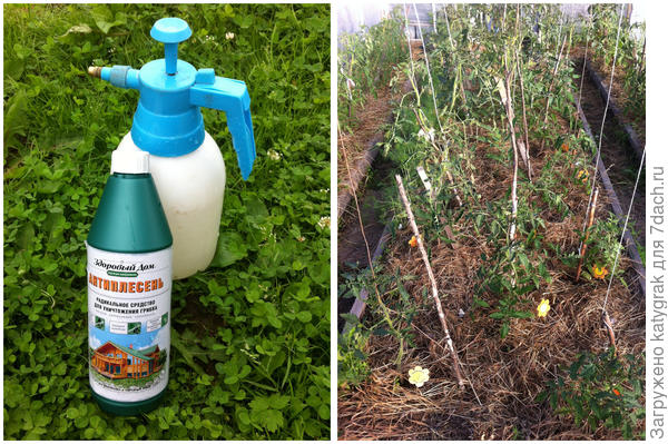 Антиплесень