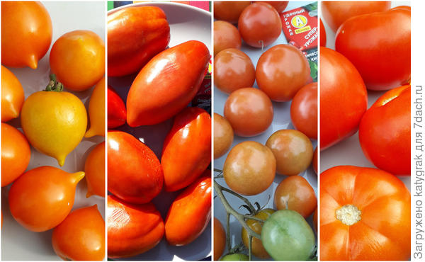Тестируемые томаты.