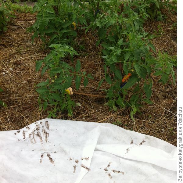 И не я одна)))