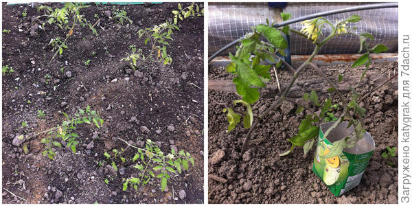 Первые цветы