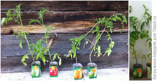 Первые бутоны появились еще до высадки 13 июня, 4 июня.