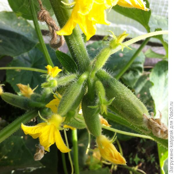 Пучковое заложение завязей