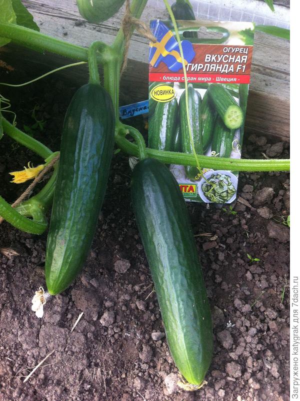 Первые плоды.