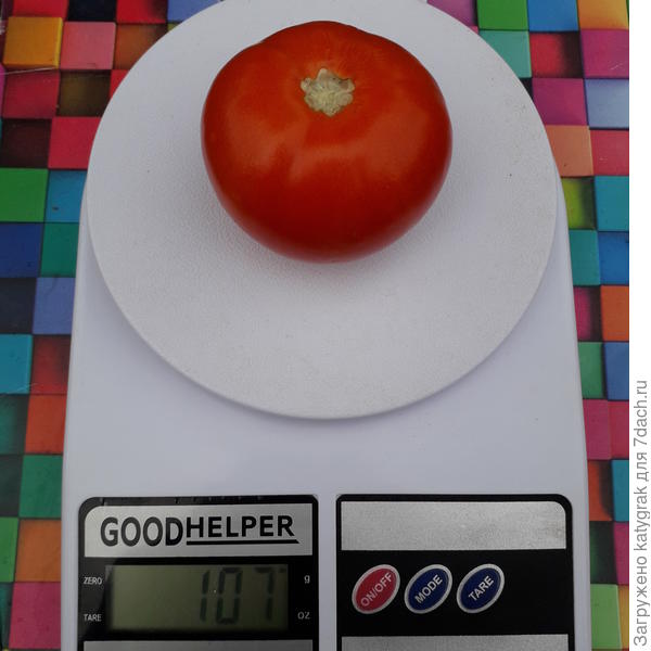 Самый крупный томат.
