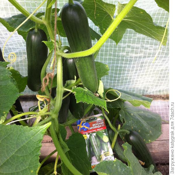 Вкусная гирлянда