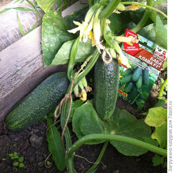 Первые огурчики