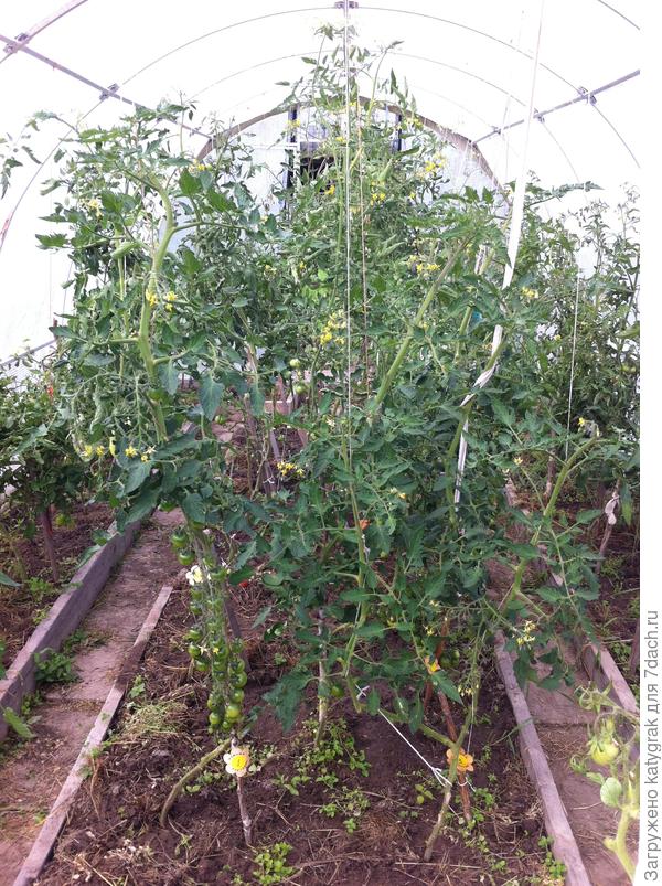 Томаты в теплице.