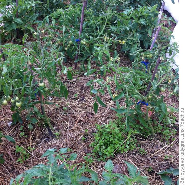 98 день Смайликов.