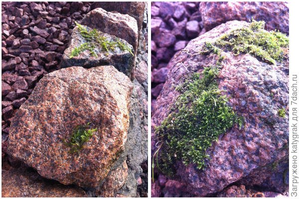 Мох на камне