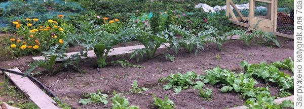 Молодые кустики артишока.