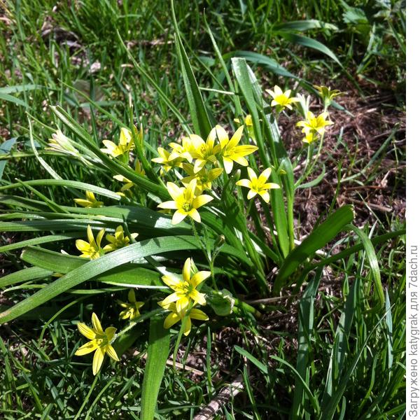 Гусиный лук