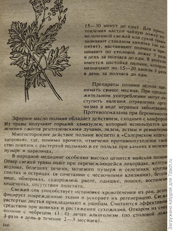 Полынь горькая (Зелёная аптека, продолжение)