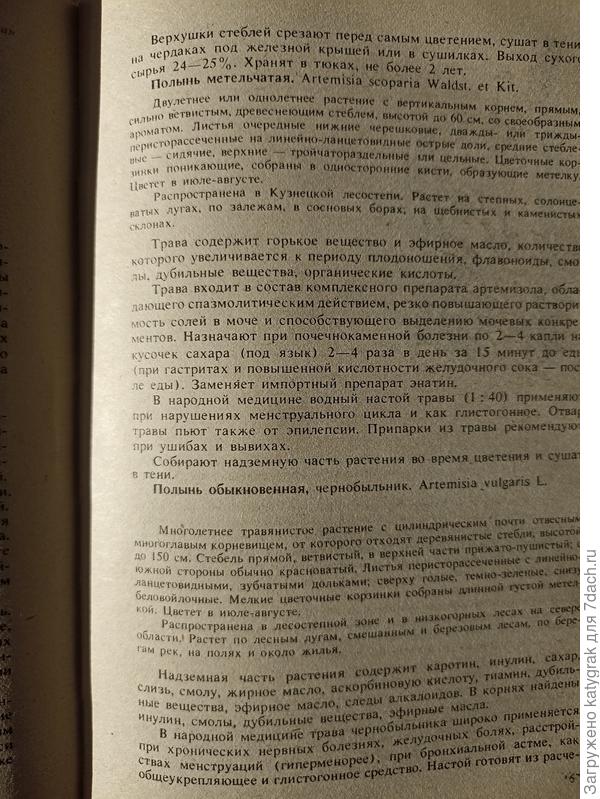 Полынь горькая (Зелёная аптека, заключение)