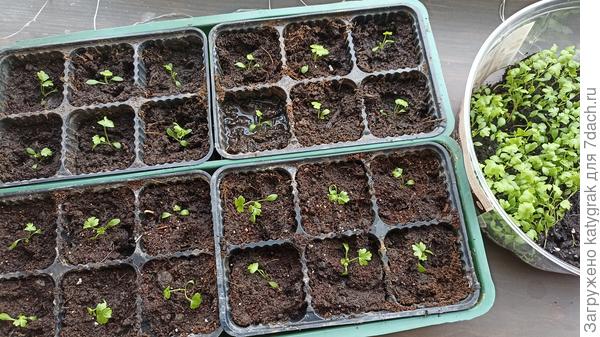 Начала с корневого. Разом все рассадить, сил пока нет (вирусы вносят свои коррективы 🤒).