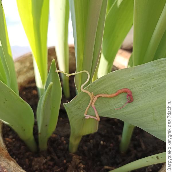Выше фото двухдневной давности. На сегодня, у растения уже боковые побеги.