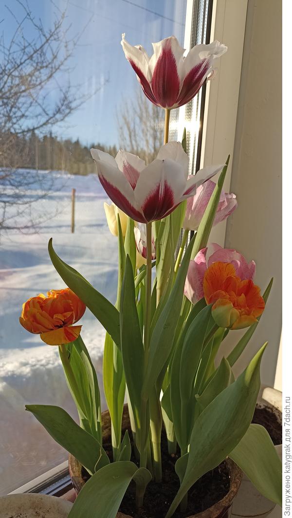 Сорта красивые, буду держать в карантине...