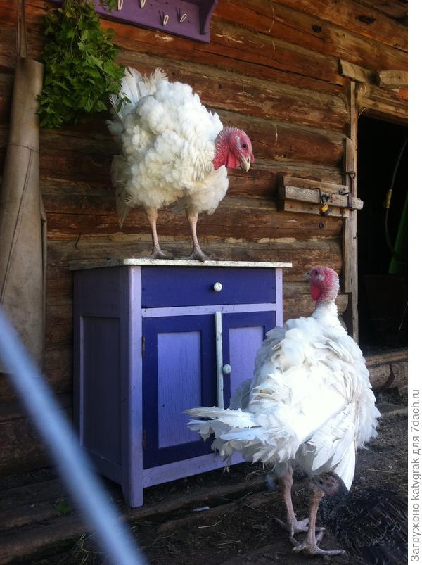 Три индюшонка.