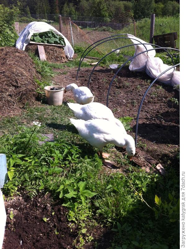 Наши первые гуськи. 2016 год. Пока рядом находишься щиплют только одуванчики, к грядкам не подходят. Стоит на минутку отойти - все: то капусту прополют, то лилии. И смотрят потом "честными" глазами "Оно само!" )))