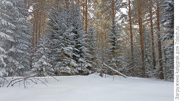 Весенний лес))