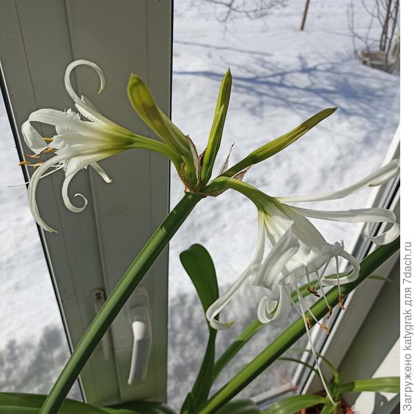 Дома, цветочки во всю стараются создать весеннюю атмосферу😊