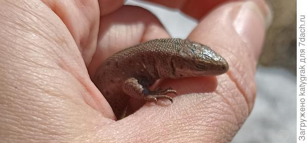 Ящерки просыпаются