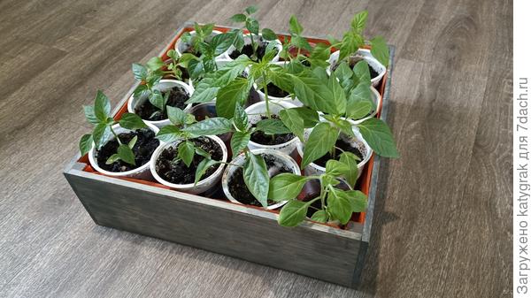 Готовое кашпо-поддон с рассадой