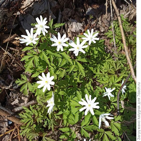 Лесные первоцветы