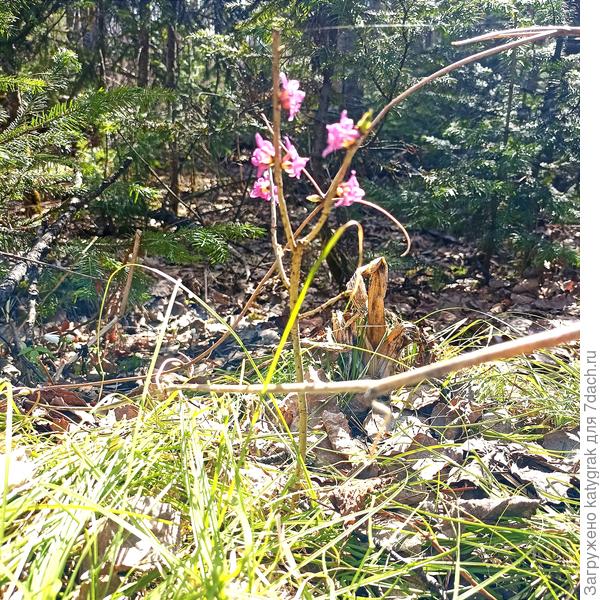 Цветущая веточка🙂