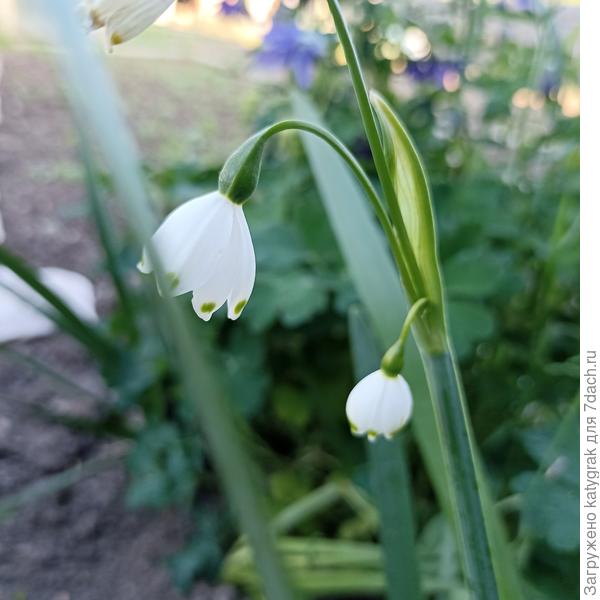 Белоцветник Gravetye Giant