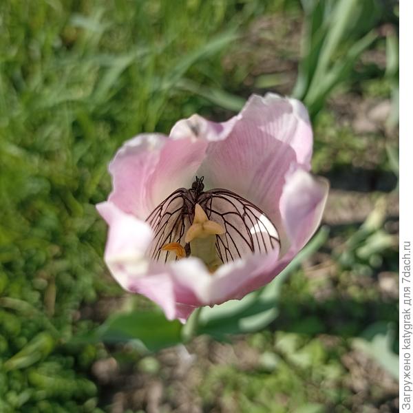 Коварный тюльпан