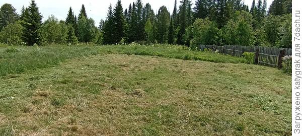 На заднем плане, цветущий морковник среди травы.