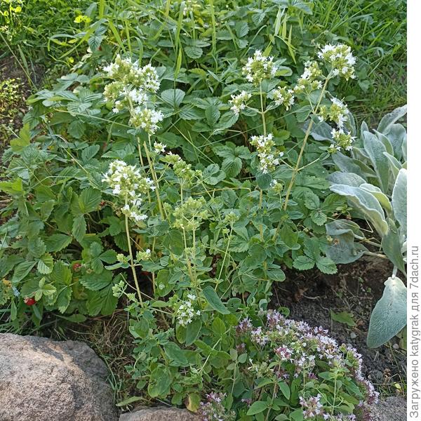 Душица с белыми цветами.