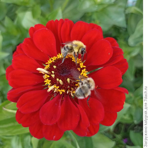 У нас тоже трудятся 🐝