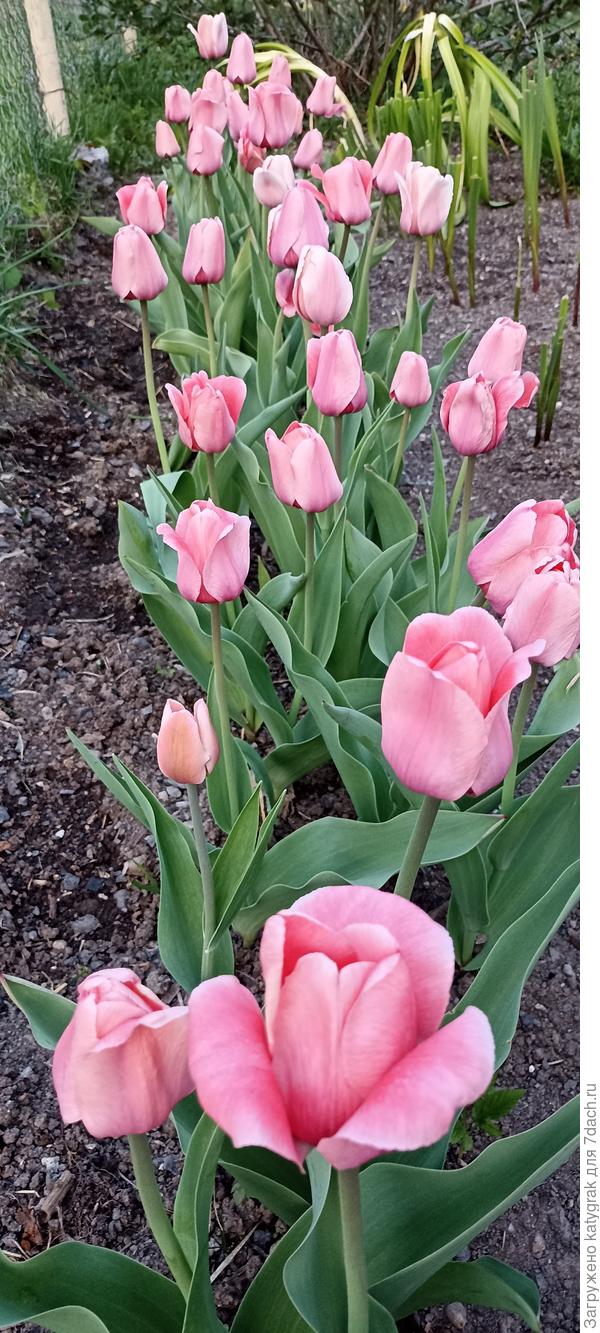 Только розовых триумфов около сотни.