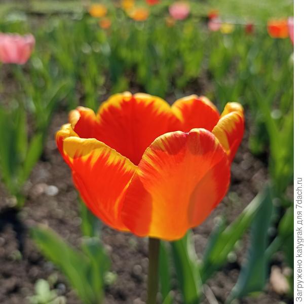 Большое спасибо, Светлана!!!☺️