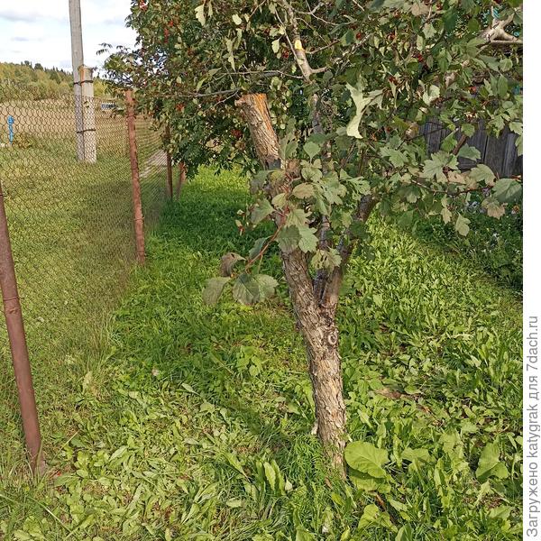 Спилила ветку