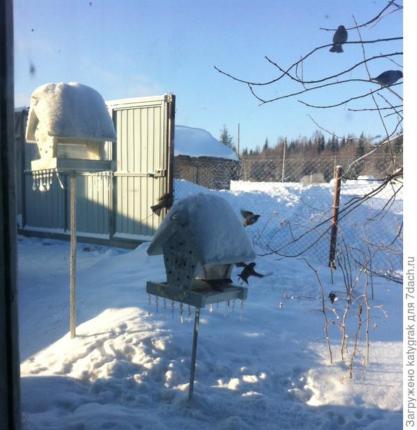 Птичья столовая