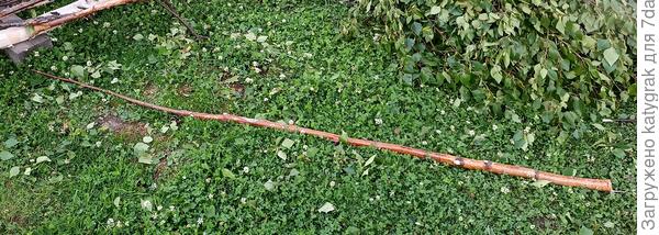 Прямая ветка