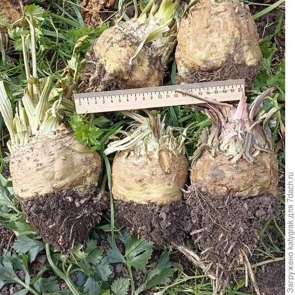 Корневой &quot;Есаул&quot;