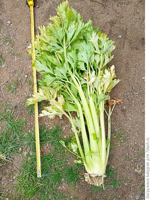 Черешковый &quot;Королевский&quot;