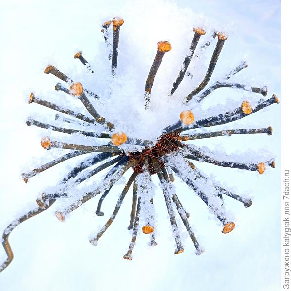 Зимний вид.