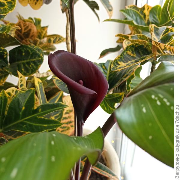 Калла &quot;Блэк стар&quot; 29.02.24