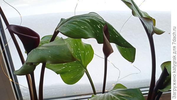 Одной видимо не хватает чего-то (на фото в центре), появился белёсый оттенок. Первый раз такое, буду за ней наблюдать🧐...