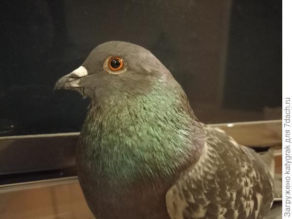 Подобрала голубка на улице, что-то с лапкой. Пару дней даже сидеть не мог (лапки с сторону). Теперь уже сидит, кушает хорошо, с крыльями тоже вроде всё в порядке. Надеюсь, через пару недель смогу выпустить обратно в городские джунгли - весна все-таки 🥰